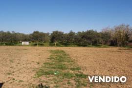 Casa de campo con viñas, plantación de olivos y precioso jardín en zona tranquila